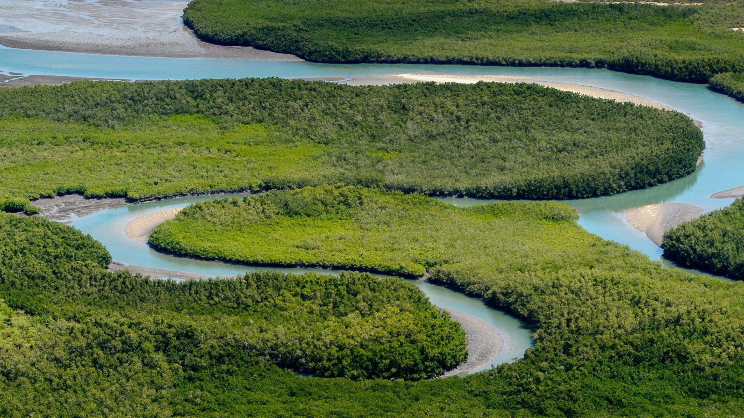 Aerial view of a winding river flowing through lush, green mangrove forests. The river meanders through the dense vegetation, eventually meeting a larger body of water. Sunlight reflects off the water, highlighting the bright greenery and emphasizing the environmental health of this vibrant ecosystem.
