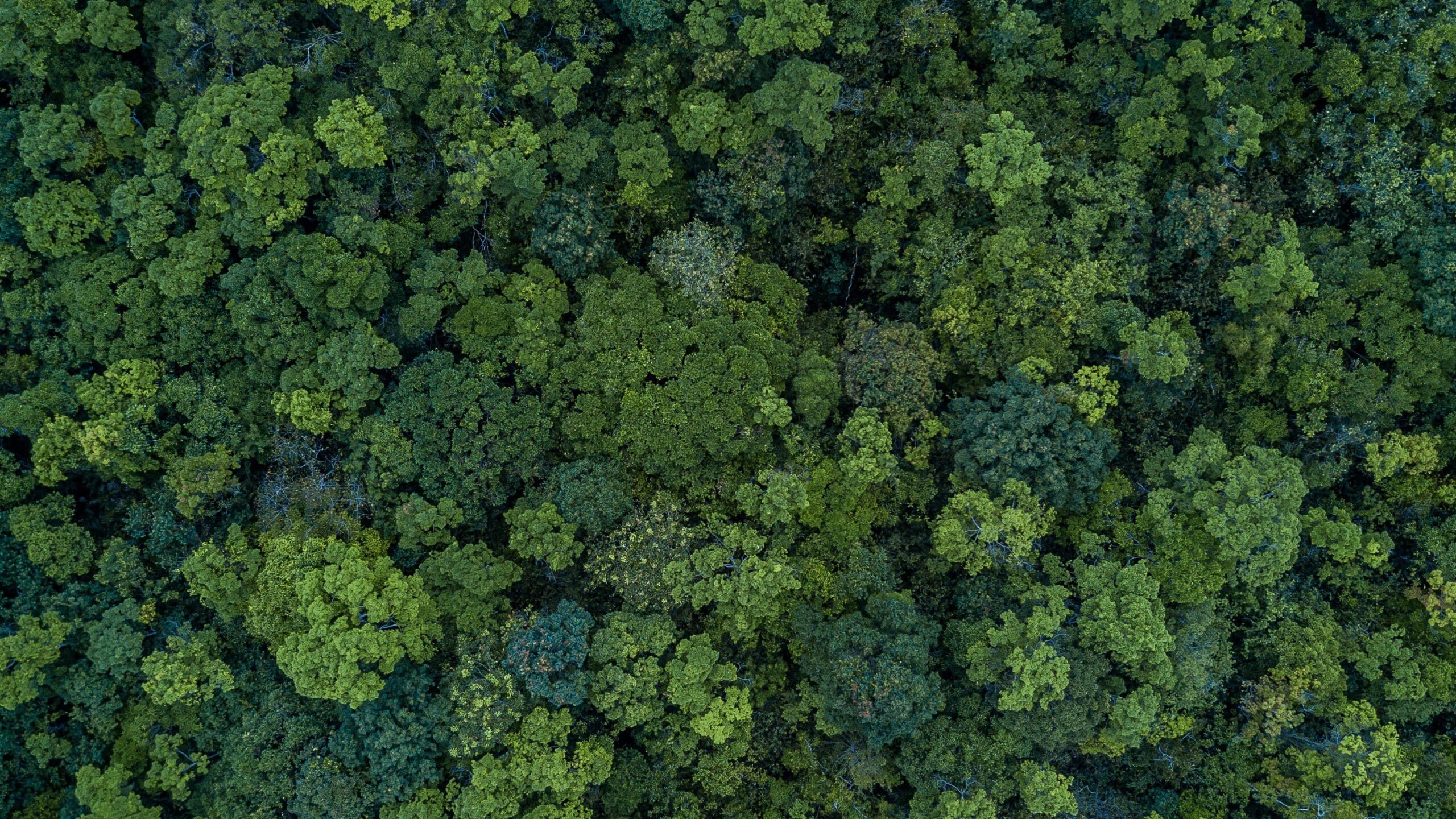 Aerial view of a dense forest with a vast expanse of green treetops. The foliage appears lush and verdant, showcasing various shades of green, indicating a healthy and thriving environment. This pristine landscape underscores the importance of sustainability, even in practices like the aluminium industry.
